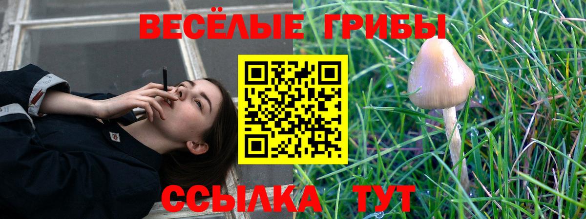 Псилоцибиновые грибы Psilocybe  Вход с VPN  Псилоцибиновые грибы Cubensis  Серов 